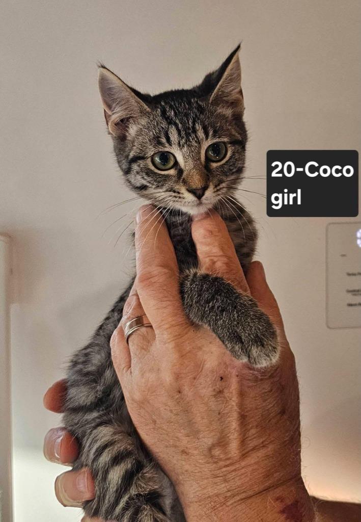 Coco photo