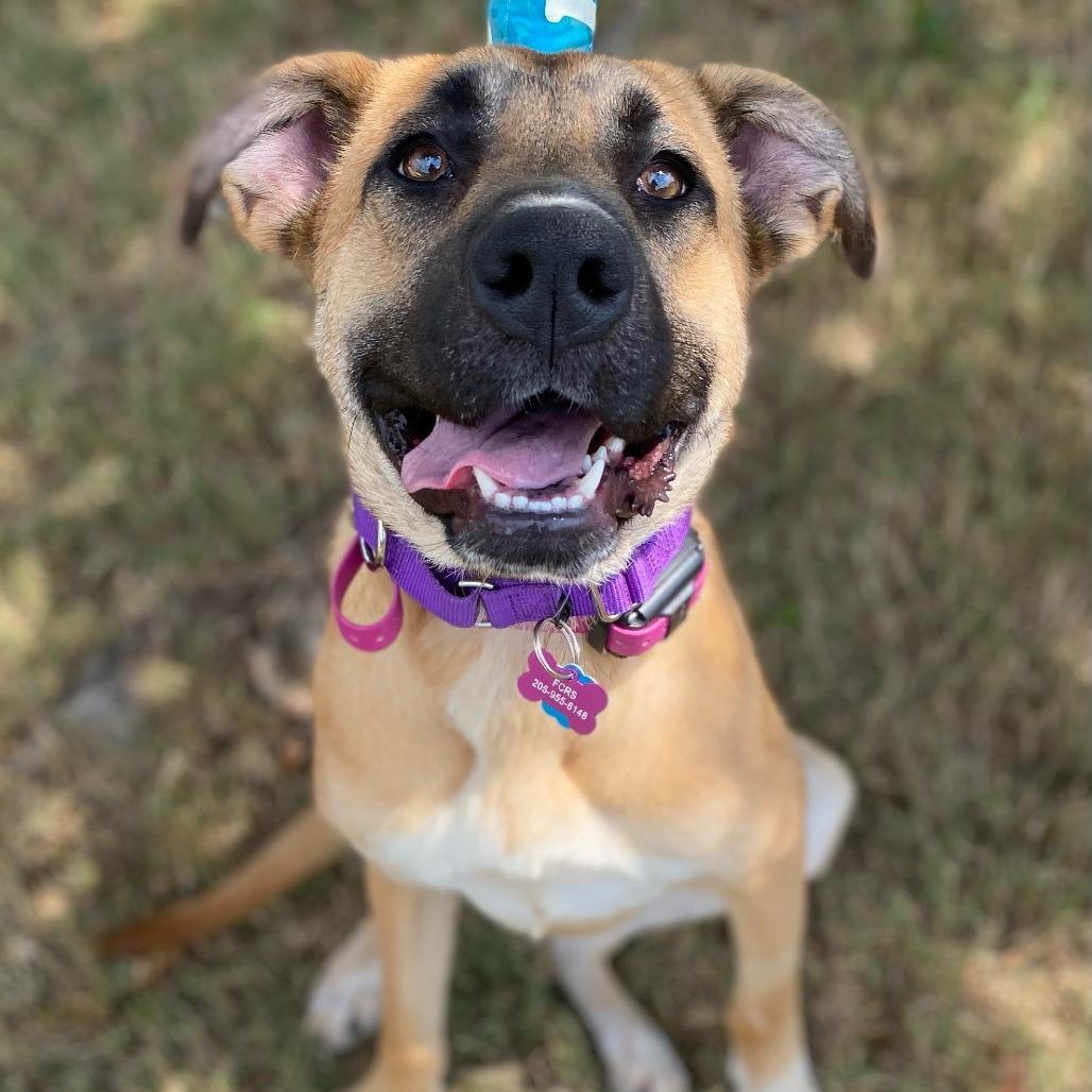 Hedy, a Adoptable Shepherd in Bessemer, AL image 4/6