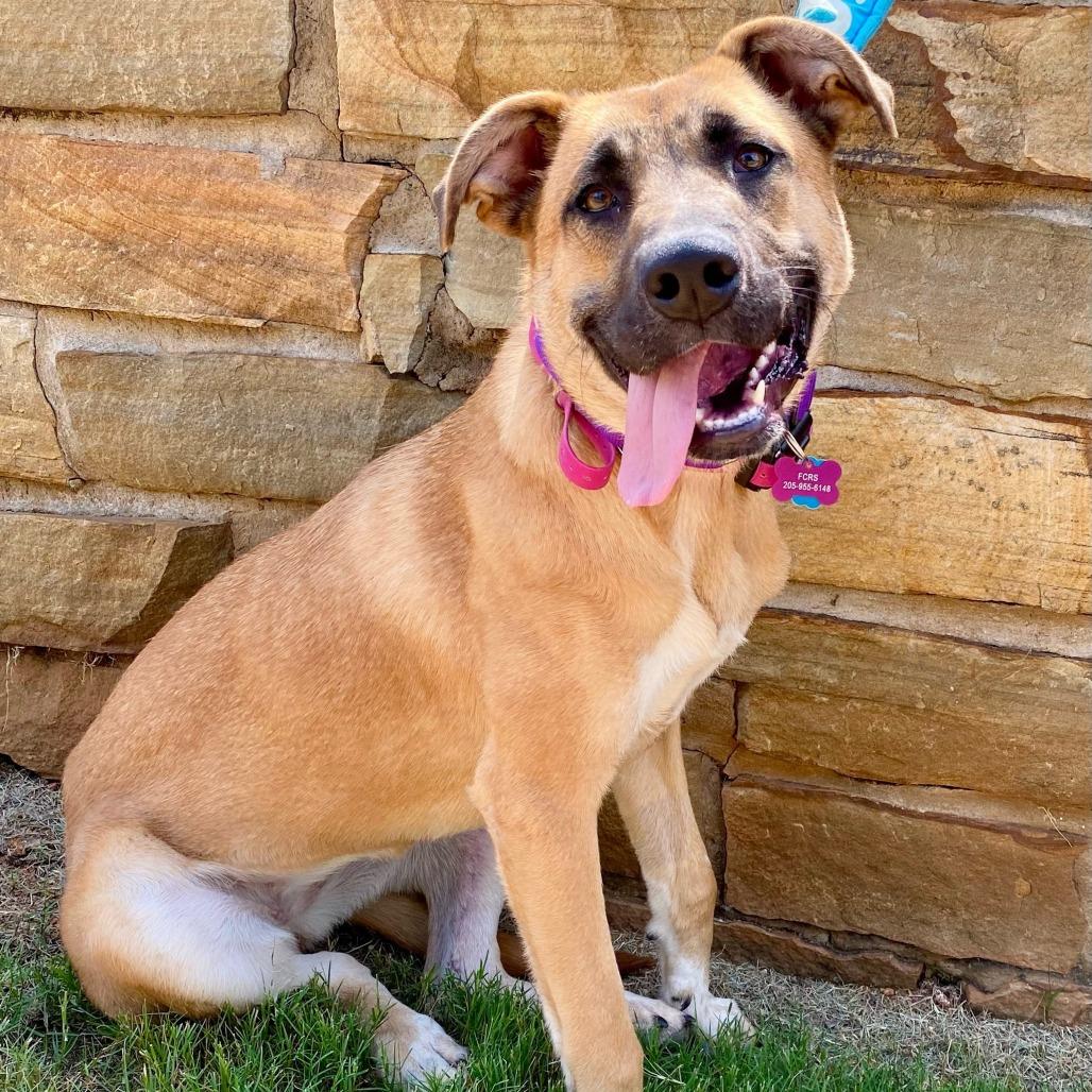 Hedy, a Adoptable Shepherd in Bessemer, AL image 5/6