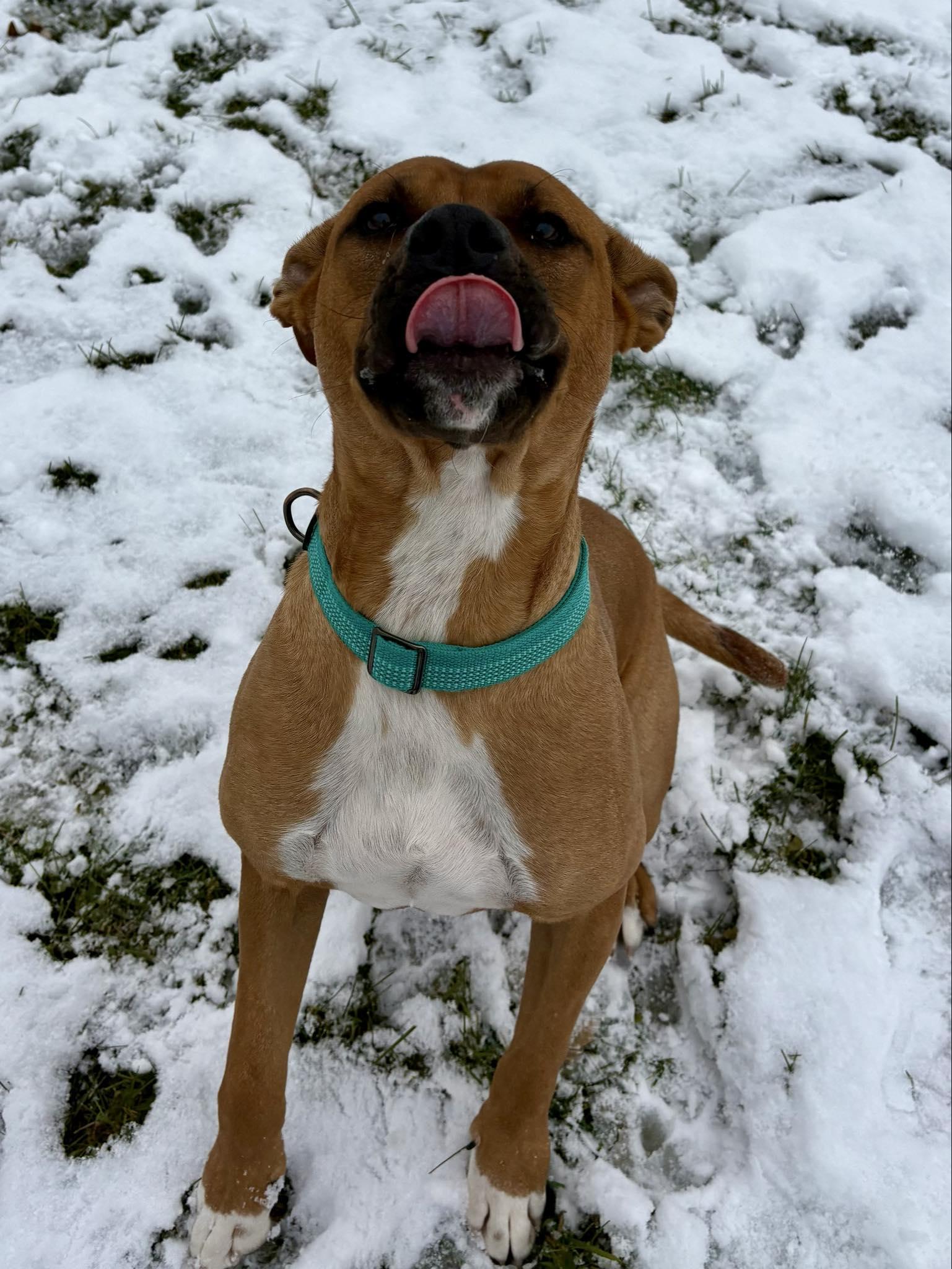 Homer, Adoptable, Young Male Pit Bull Terrier.