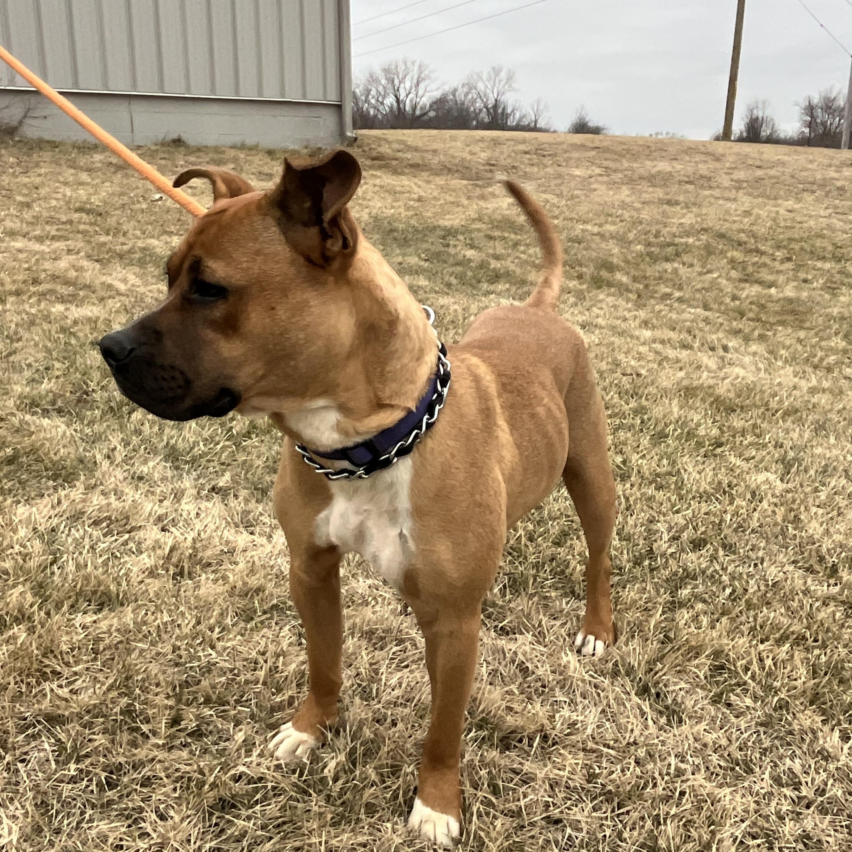 Enlarge Homer, an adopted mixed breed in Kalamazoo, MI image 3/5