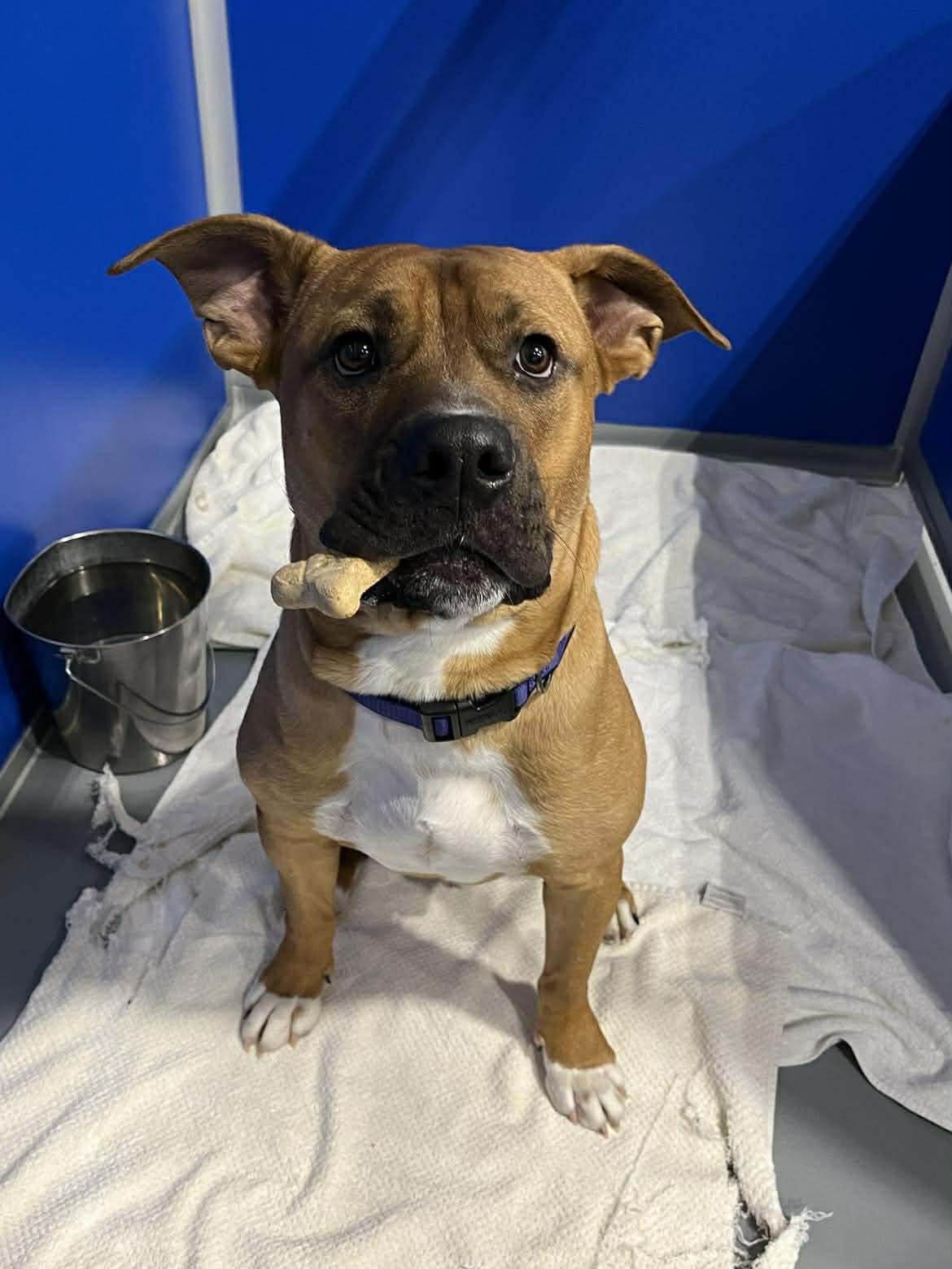 Homer, an adoptable mixed breed in Kalamazoo, MI image 1/3