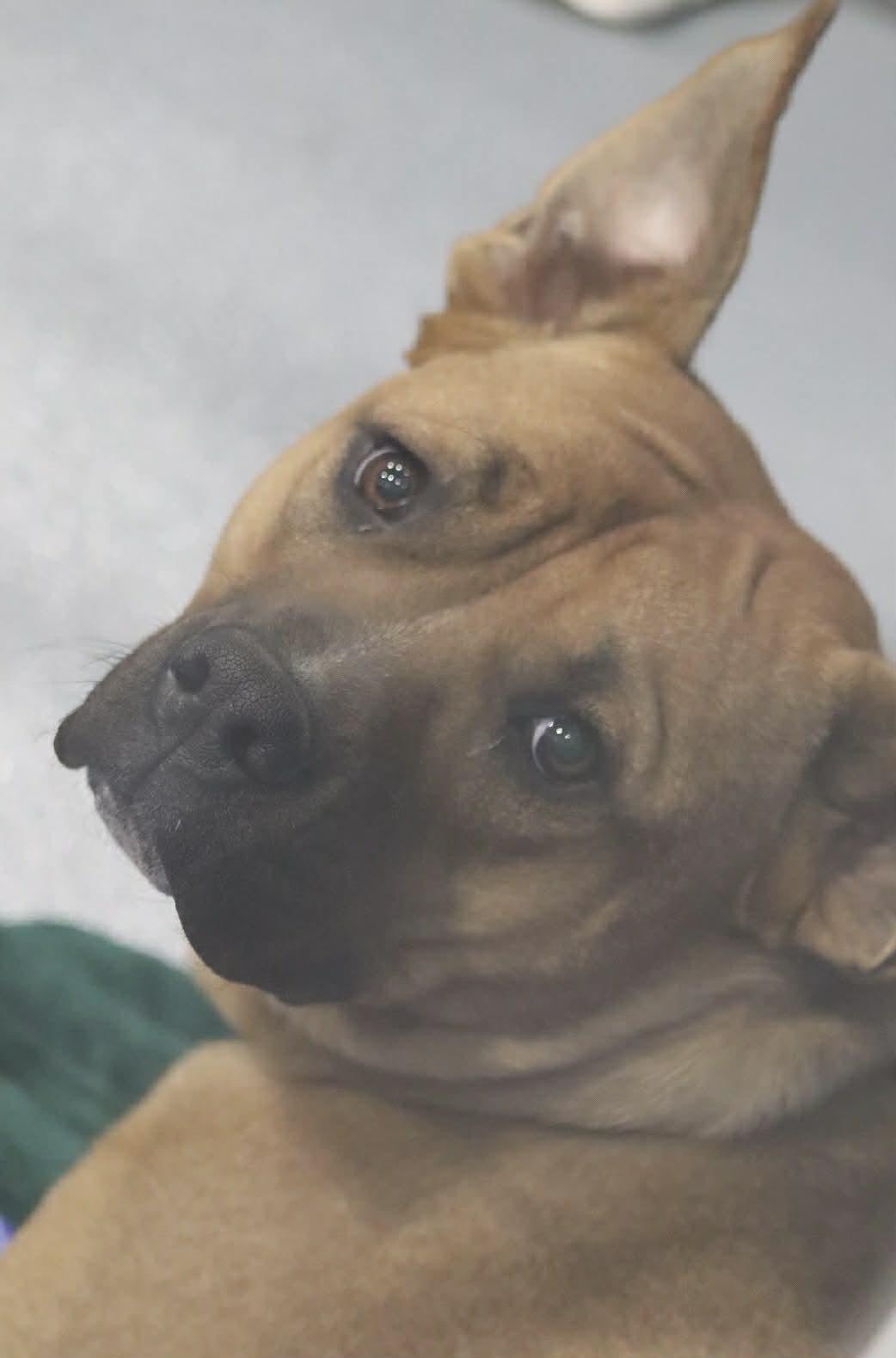 Enlarge Homer, an adopted mixed breed in Kalamazoo, MI image 1/5