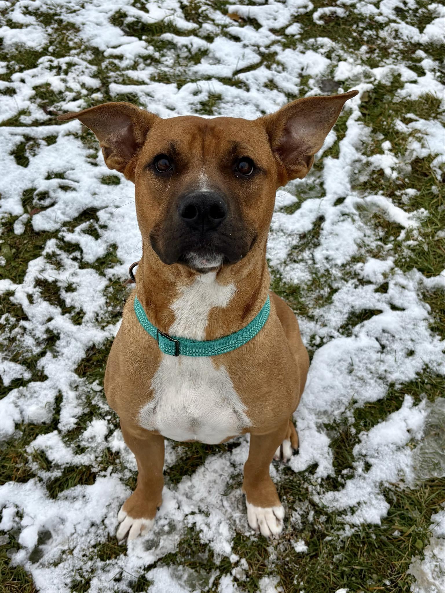 Homer, a Adoptable mixed breed in Kalamazoo, MI image 2/2