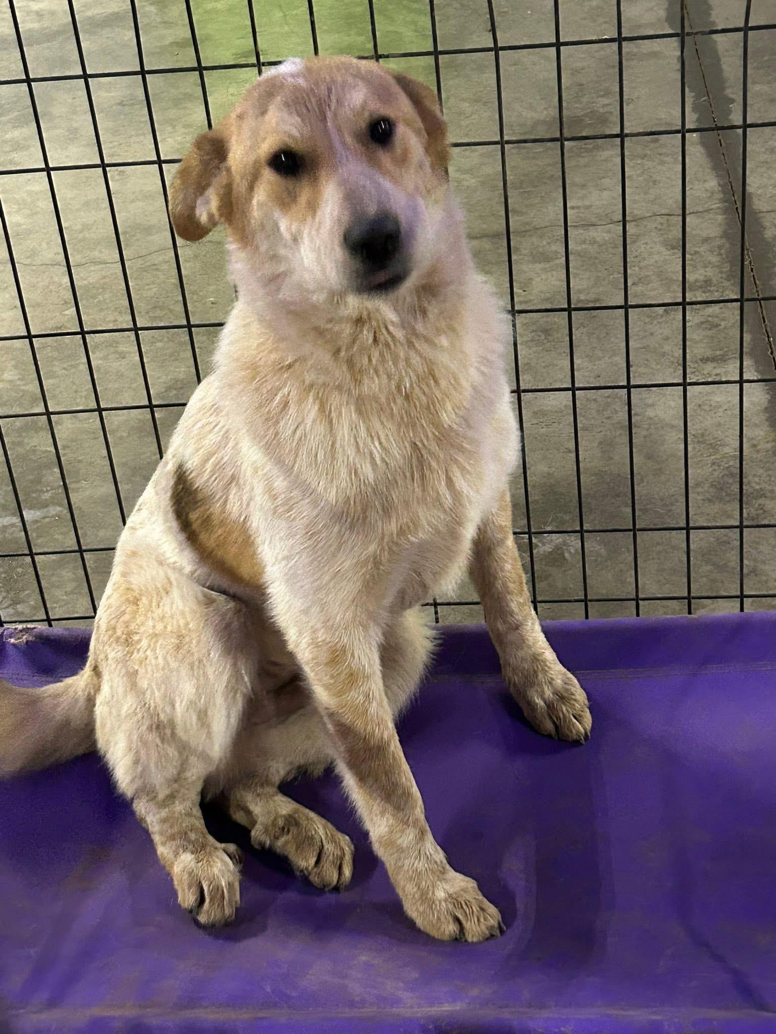 Sparkle, Adopted, Young Female Australian Cattle Dog / Blue Heeler.