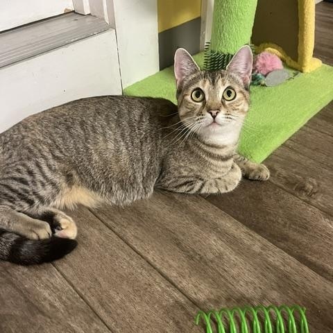 Virginia, Adoptable, Young Female Domestic Short Hair.