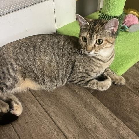 Virginia, a Adoptable Domestic Short Hair in Rochester, MA image 3/4