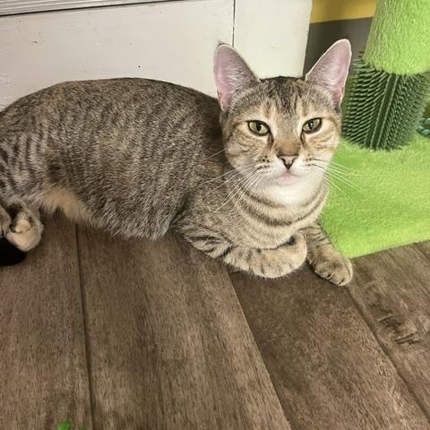 Virginia, a Adoptable Domestic Short Hair in Rochester, MA image 4/4