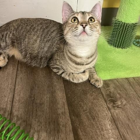 Virginia, a Adoptable Domestic Short Hair in Rochester, MA image 2/4