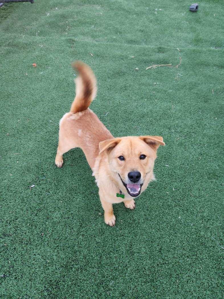 Buster, Adoptable, Adult Male Labrador Retriever & Chow Chow.