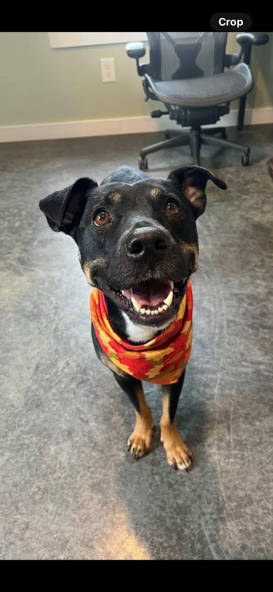 Enlarge Baby Girl, a Adoptable Mixed Breed in Harrodsburg, KY image 2/2
