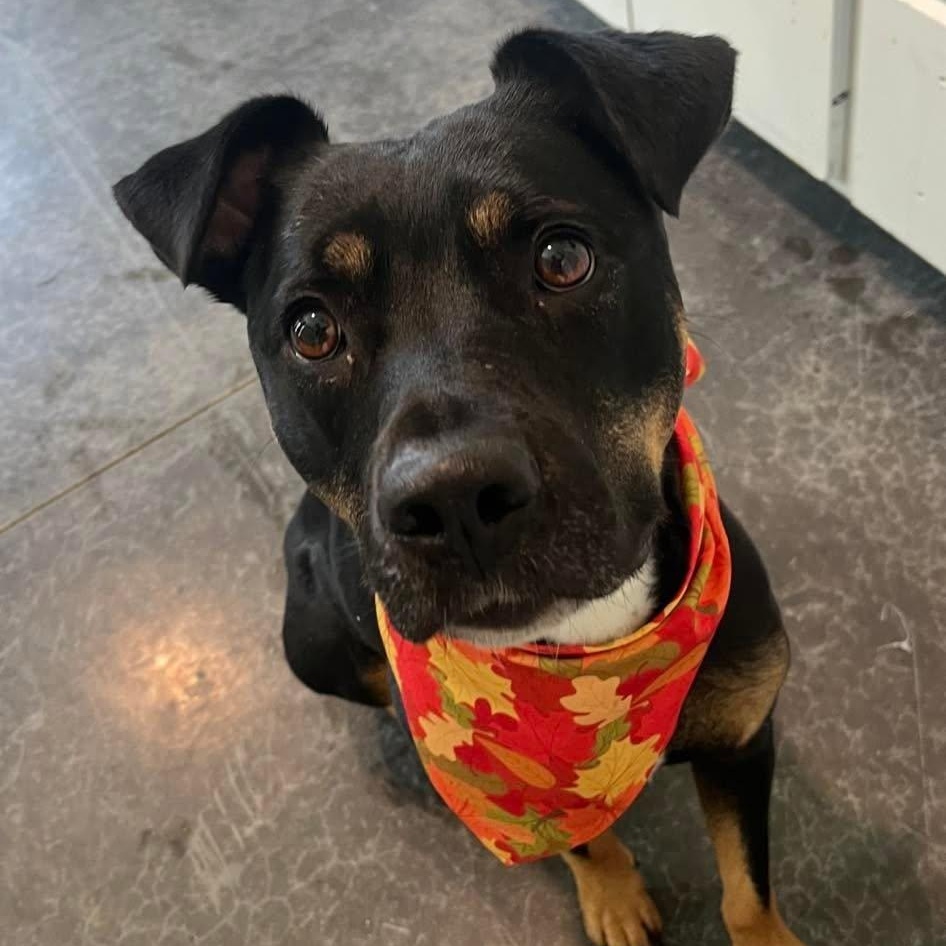 Baby Girl, Adoptable, Young Female Mixed Breed.