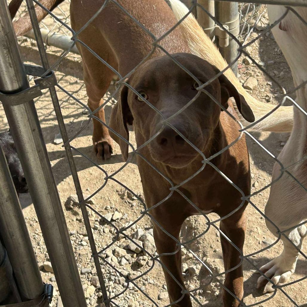 Drew, Adoptable, Young Male Vizsla.