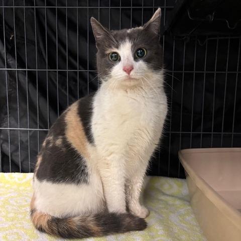 Snow White, a Adoptable Domestic Short Hair in Mooresville, NC image 1/2