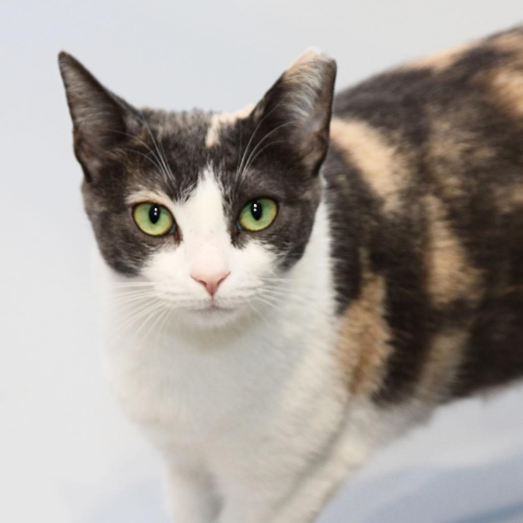 Snow White, a Adoptable Domestic Short Hair in Mooresville, NC image 2/3