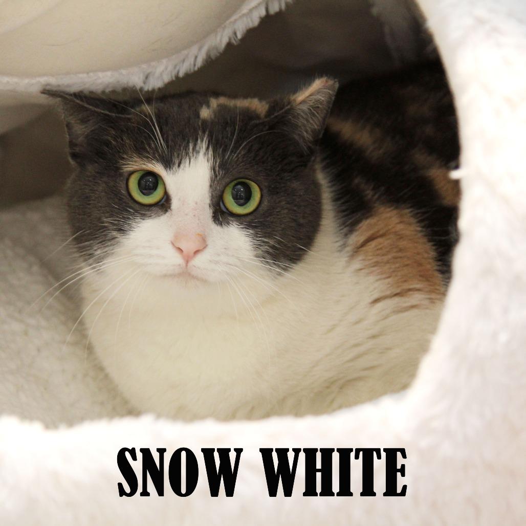 Snow White, a Adoptable Domestic Short Hair in Mooresville, NC image 2/2