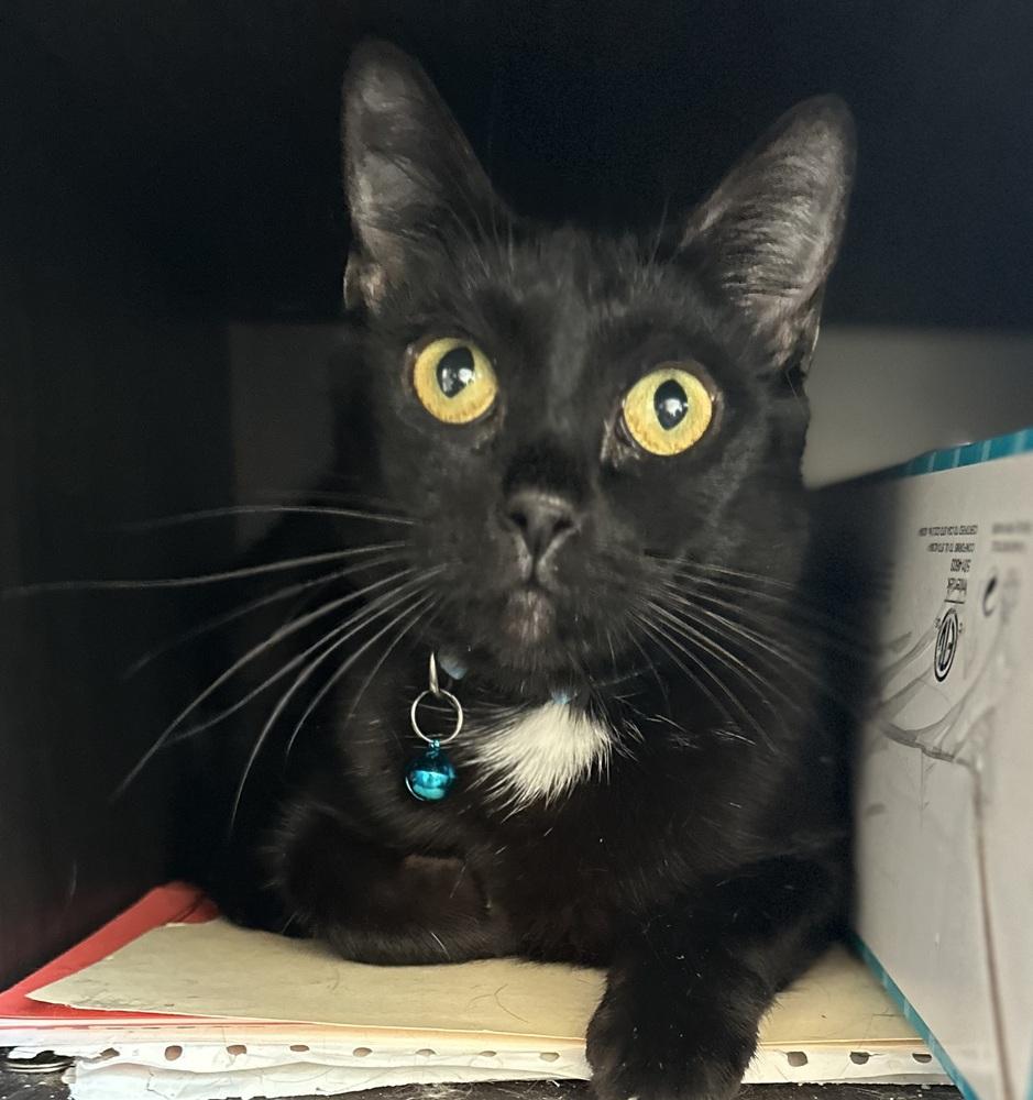 Enlarge Pudge, a Adoptable Domestic Short Hair in Emerald Isle, NC image 1/6
