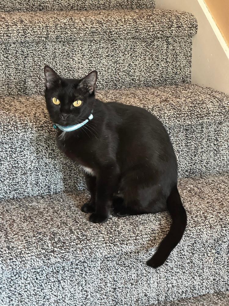 Enlarge Pudge, a Adoptable Domestic Short Hair in Emerald Isle, NC image 2/6