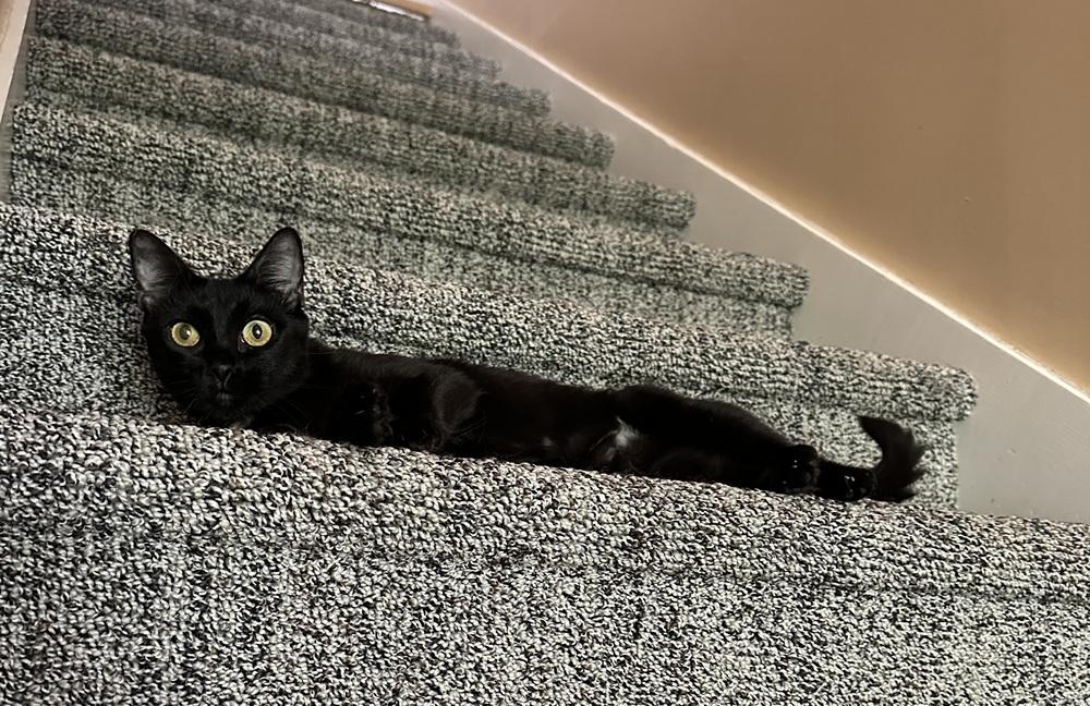 Enlarge Pudge, a Adoptable Domestic Short Hair in Emerald Isle, NC image 3/6