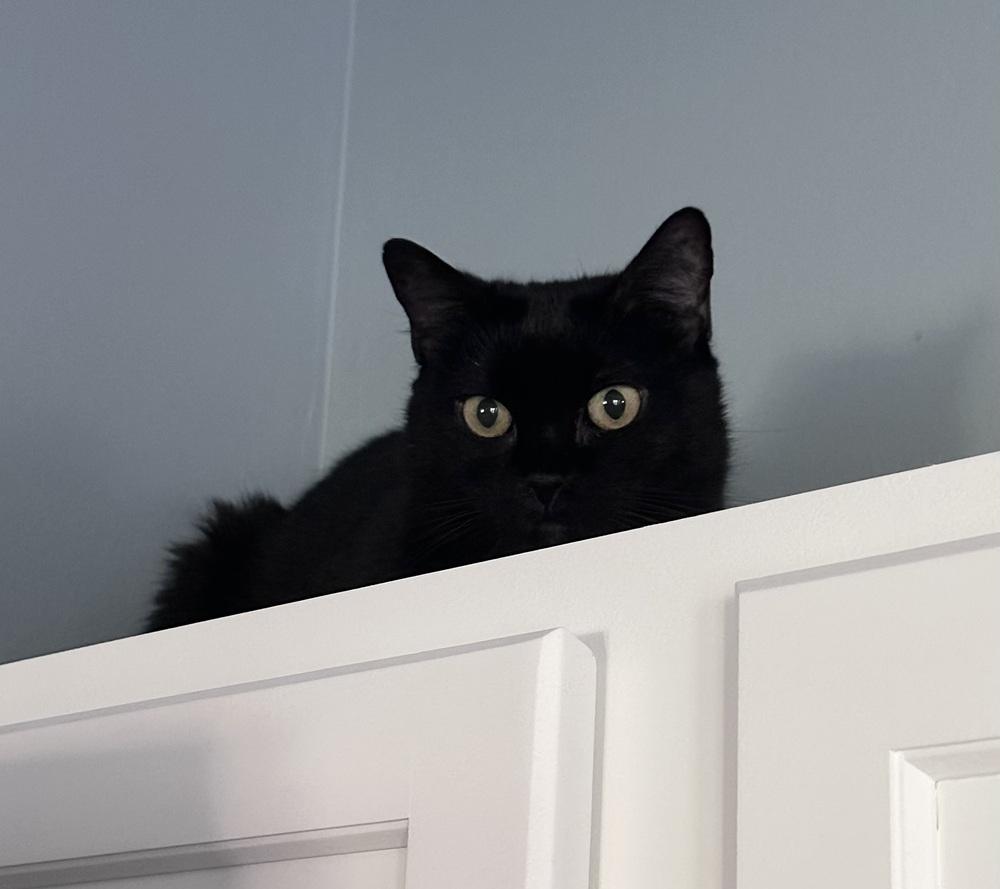 Enlarge Pudge, a Adoptable Domestic Short Hair in Emerald Isle, NC image 4/6