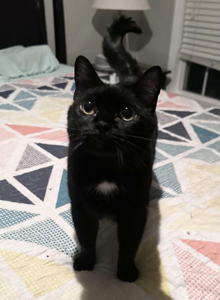 Enlarge Pudge, a Adoptable Domestic Short Hair in Emerald Isle, NC image 5/6