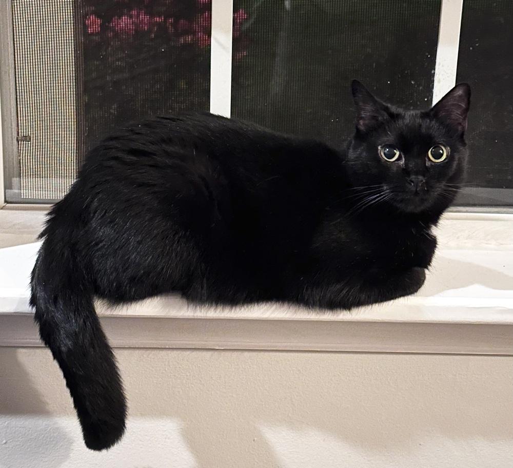 Enlarge Pudge, a Adoptable Domestic Short Hair in Emerald Isle, NC image 6/6