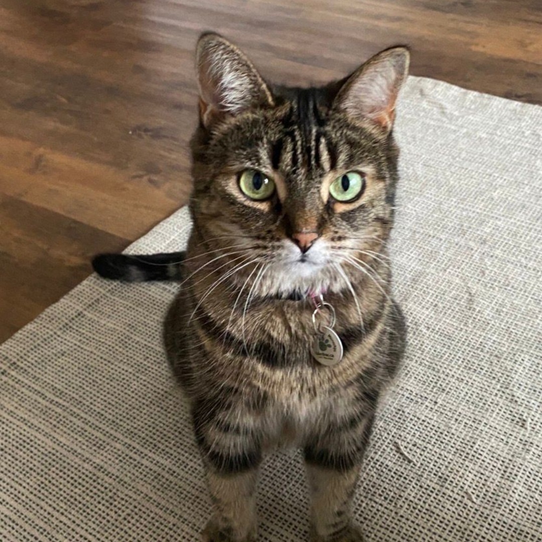 Tattoune, Adoptable, Adult Female Domestic Short Hair.