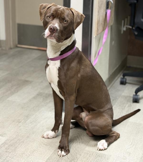 Watson, Adoptable, Young Male Pit Bull Terrier.