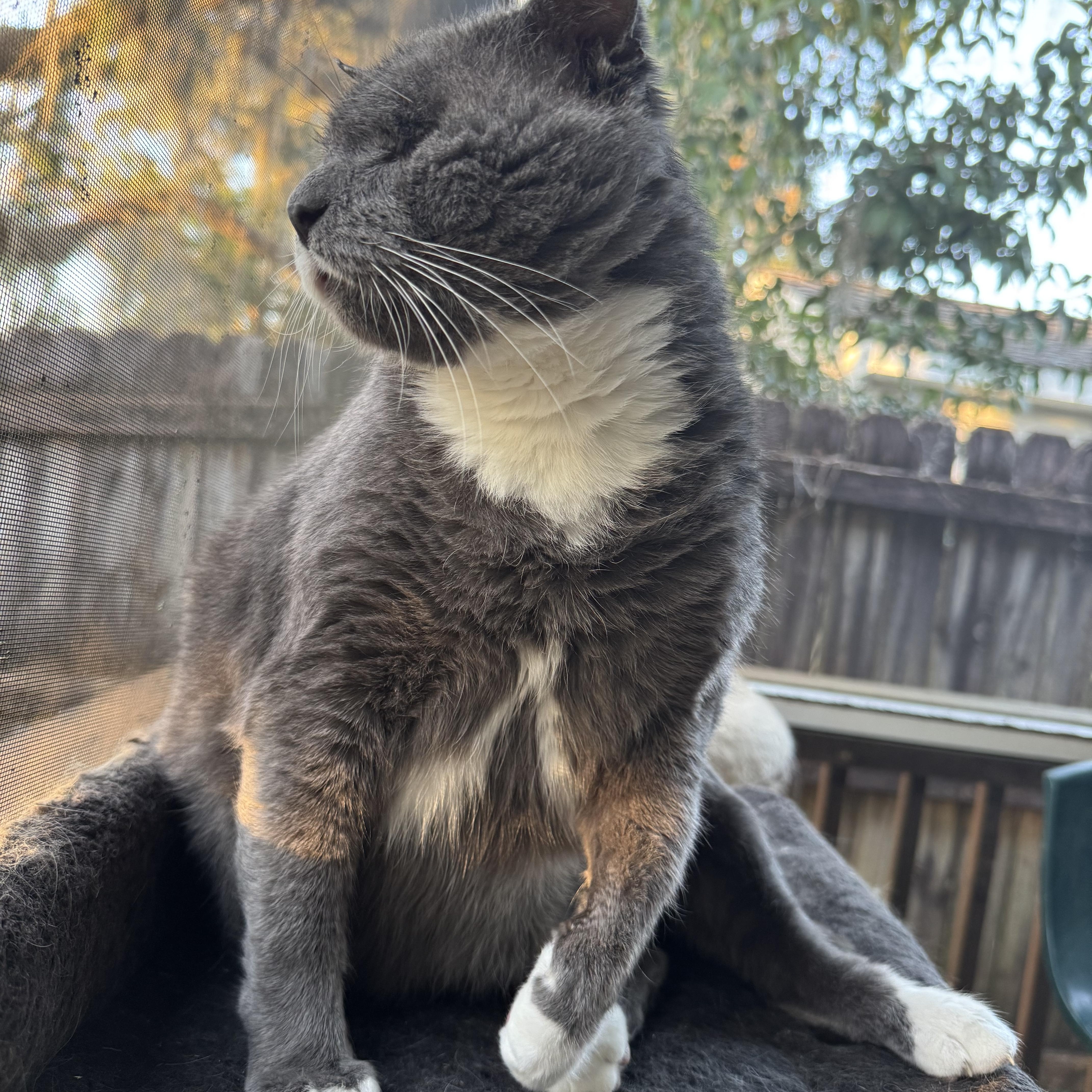 Enlarge Plato, a Adoptable Domestic Short Hair in Tallahassee, FL image 6/6