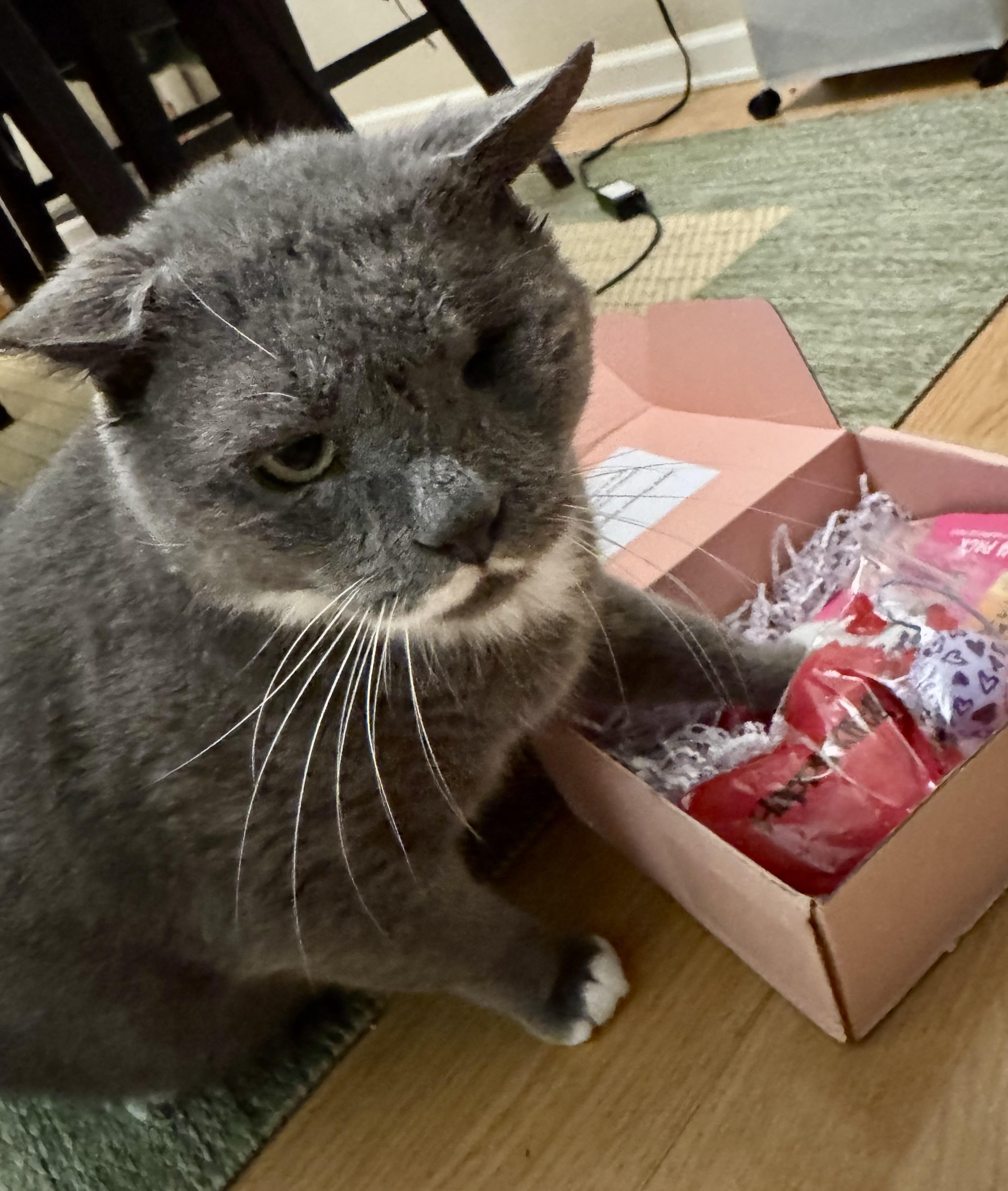 Enlarge Plato, a Adoptable Domestic Short Hair in Tallahassee, FL image 5/6