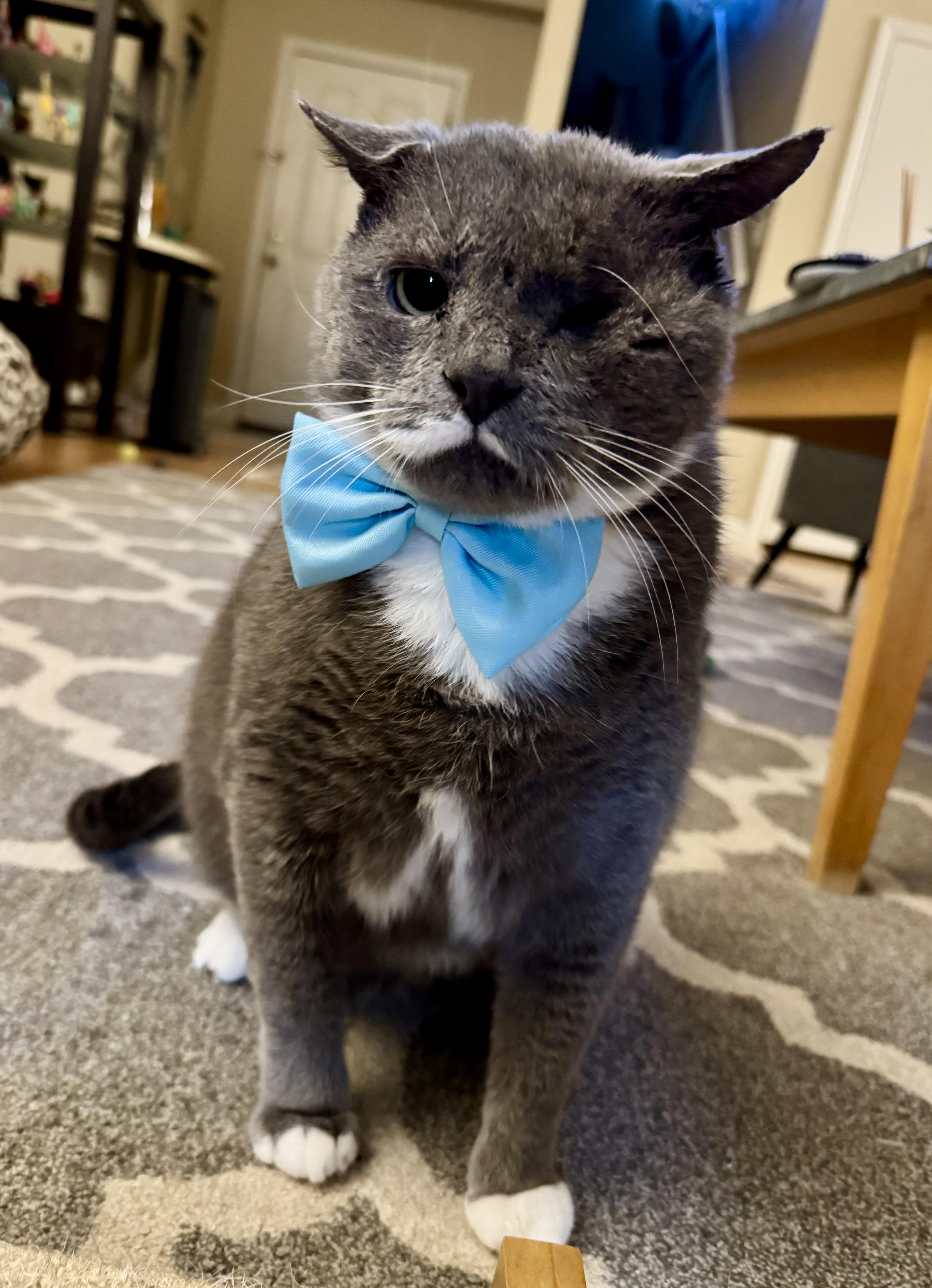 Enlarge Plato, a Adoptable Domestic Short Hair in Tallahassee, FL image 1/6