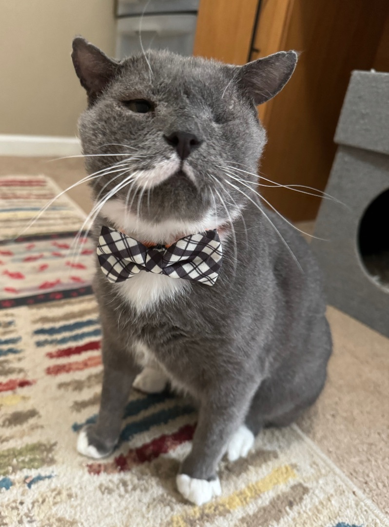 Enlarge Plato, a Adoptable Domestic Short Hair in Tallahassee, FL image 2/6