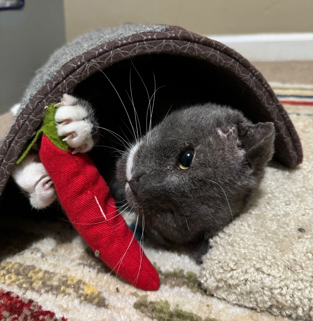 Enlarge Plato, a Adoptable Domestic Short Hair in Tallahassee, FL image 3/6