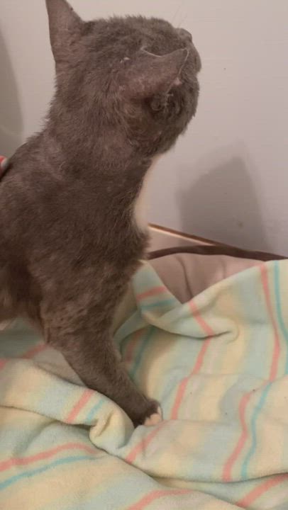 Enlarge Plato, a Adoptable Domestic Short Hair in Tallahassee, FL video 4/6