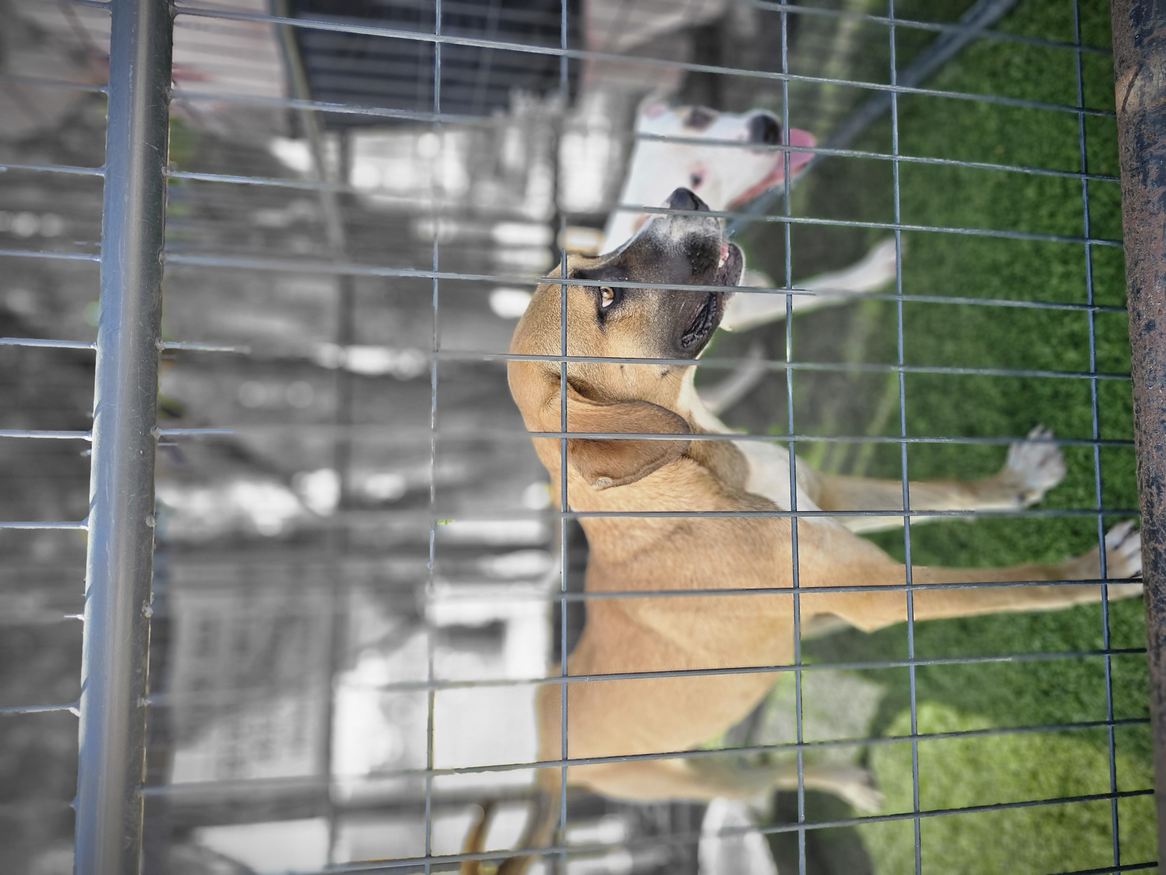 Enlarge Tamarind, a Adoptable mixed breed in Kermit, TX image 1/2