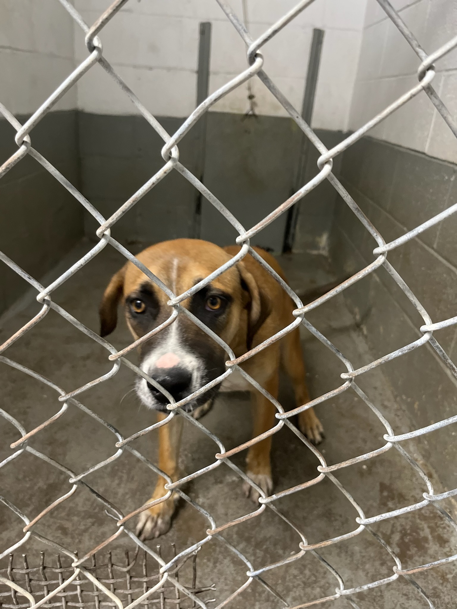Enlarge Tamarind, a Adoptable mixed breed in Kermit, TX image 2/2