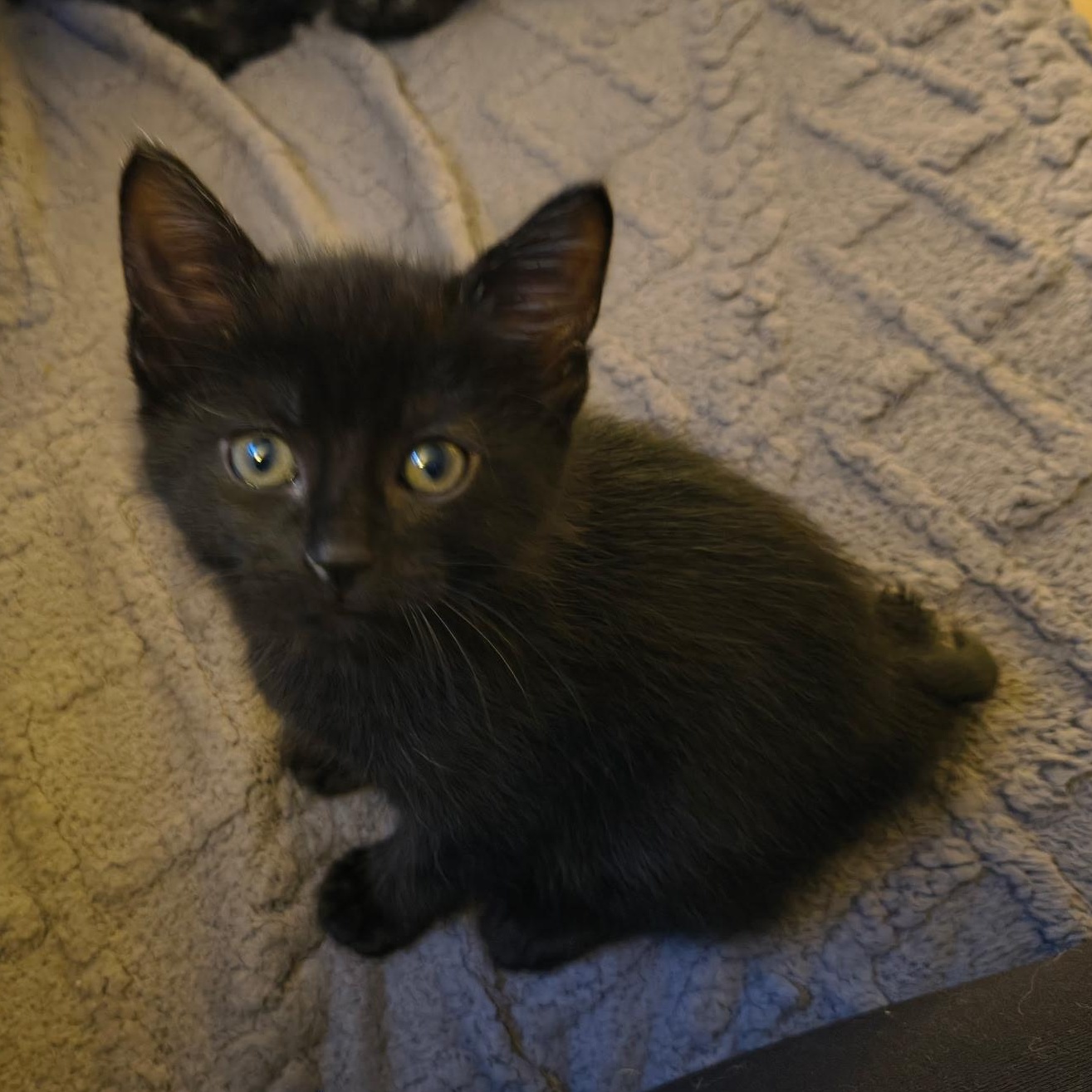 Piglet, ADOPTABLE, Kitten Male Domestic Short Hair.