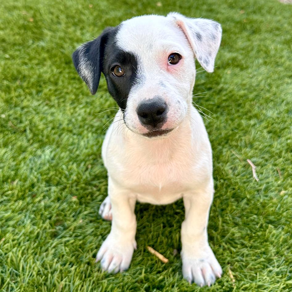 Ellie, a Adopted mixed breed in Glendale, AZ image 1/3