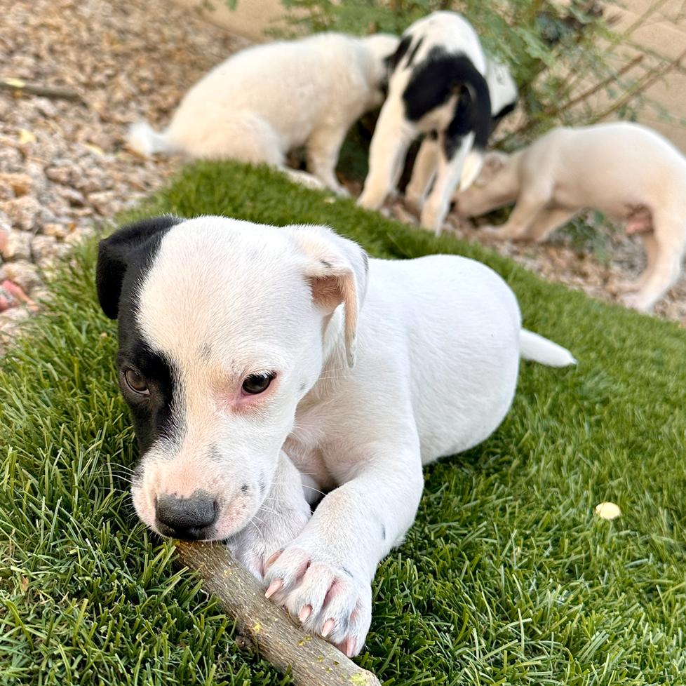 Ellie, Adopted, Puppy Female Jack Russell Terrier & Australian Shepherd.