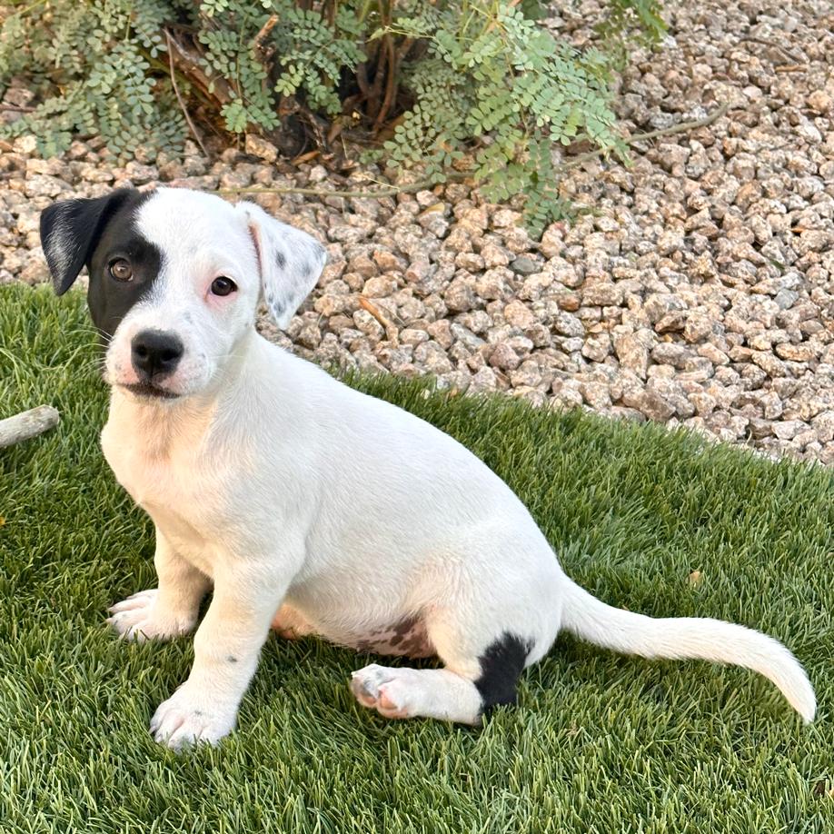 Ellie, a Adopted mixed breed in Glendale, AZ image 3/3