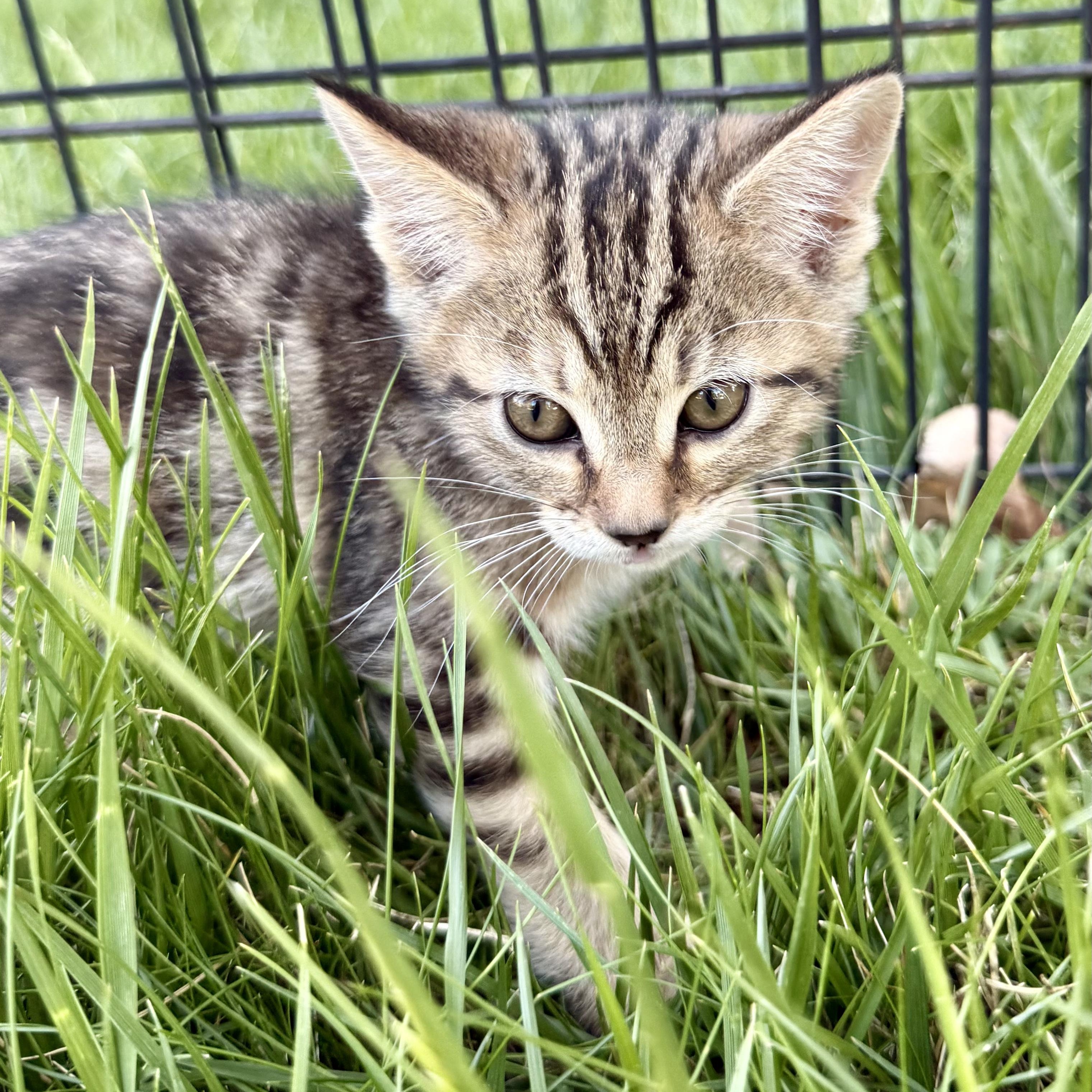 Honey, ADOPTABLE, Kitten Female Domestic Short Hair.