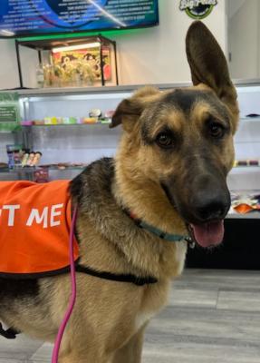 Enlarge Archie, a Adoptable mixed breed in Santa Paula, CA image 2/5