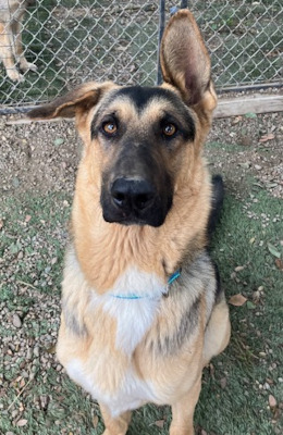 Enlarge Archie, a Adoptable mixed breed in Santa Paula, CA image 5/5