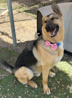 Enlarge Archie, a Adoptable mixed breed in Santa Paula, CA image 1/5