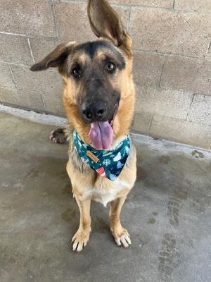 Enlarge Archie, a Adoptable mixed breed in Santa Paula, CA image 3/5