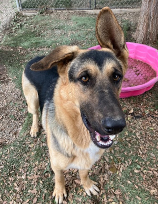 Enlarge Archie, a Adoptable mixed breed in Santa Paula, CA image 4/5