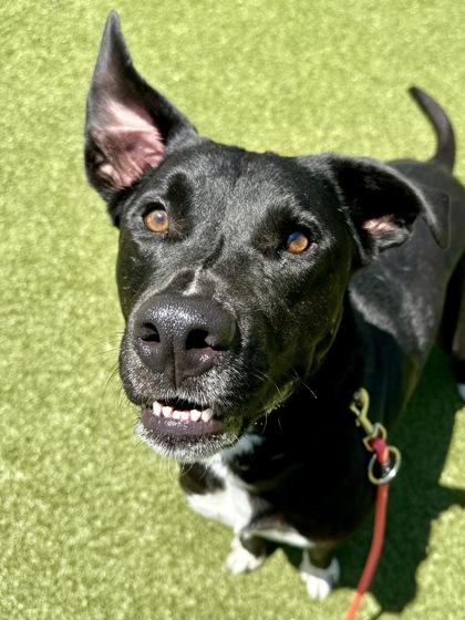 Judge, Adoptable, Adult Male Mixed Breed & Mixed Breed.