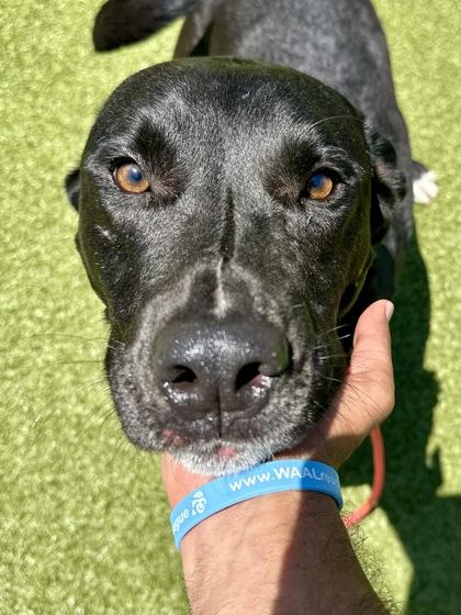 Judge, a Adoptable mixed breed in Wichita, KS image 2/3