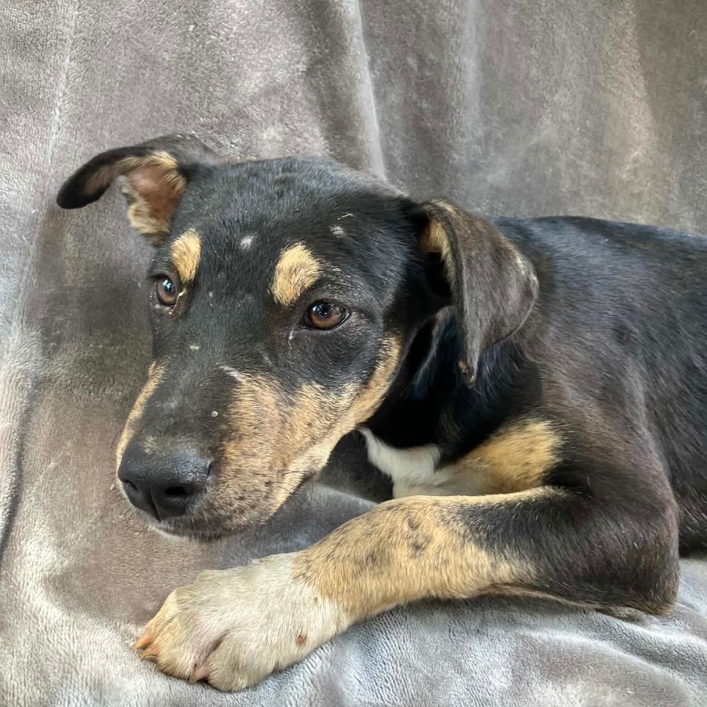 Puppy A4, Adoptable, Puppy Female Mixed Breed.