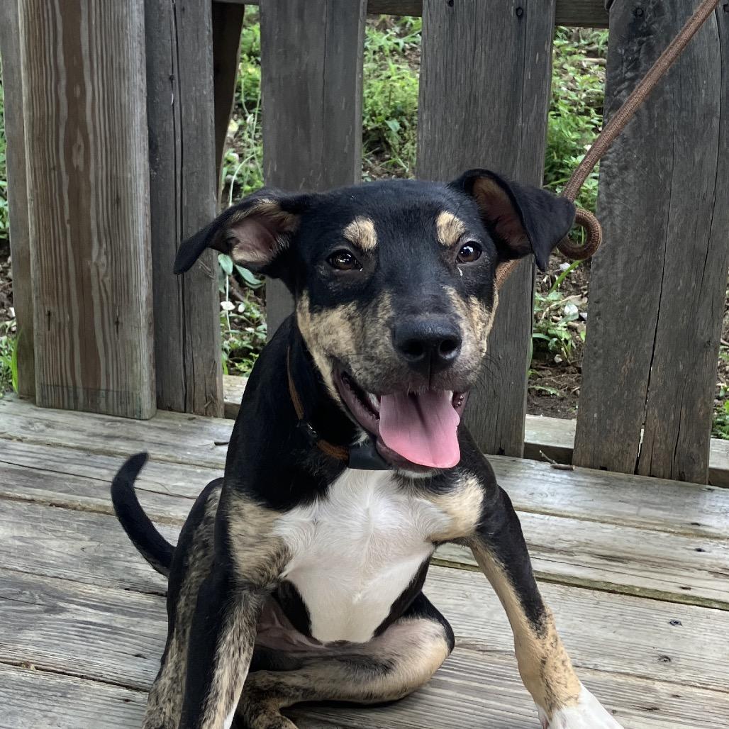 Lady Boom Boom Barkington, a Adoptable Mixed Breed in Pulaski, TN image 1/5